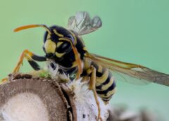 Hoe kun je wespen weghouden?