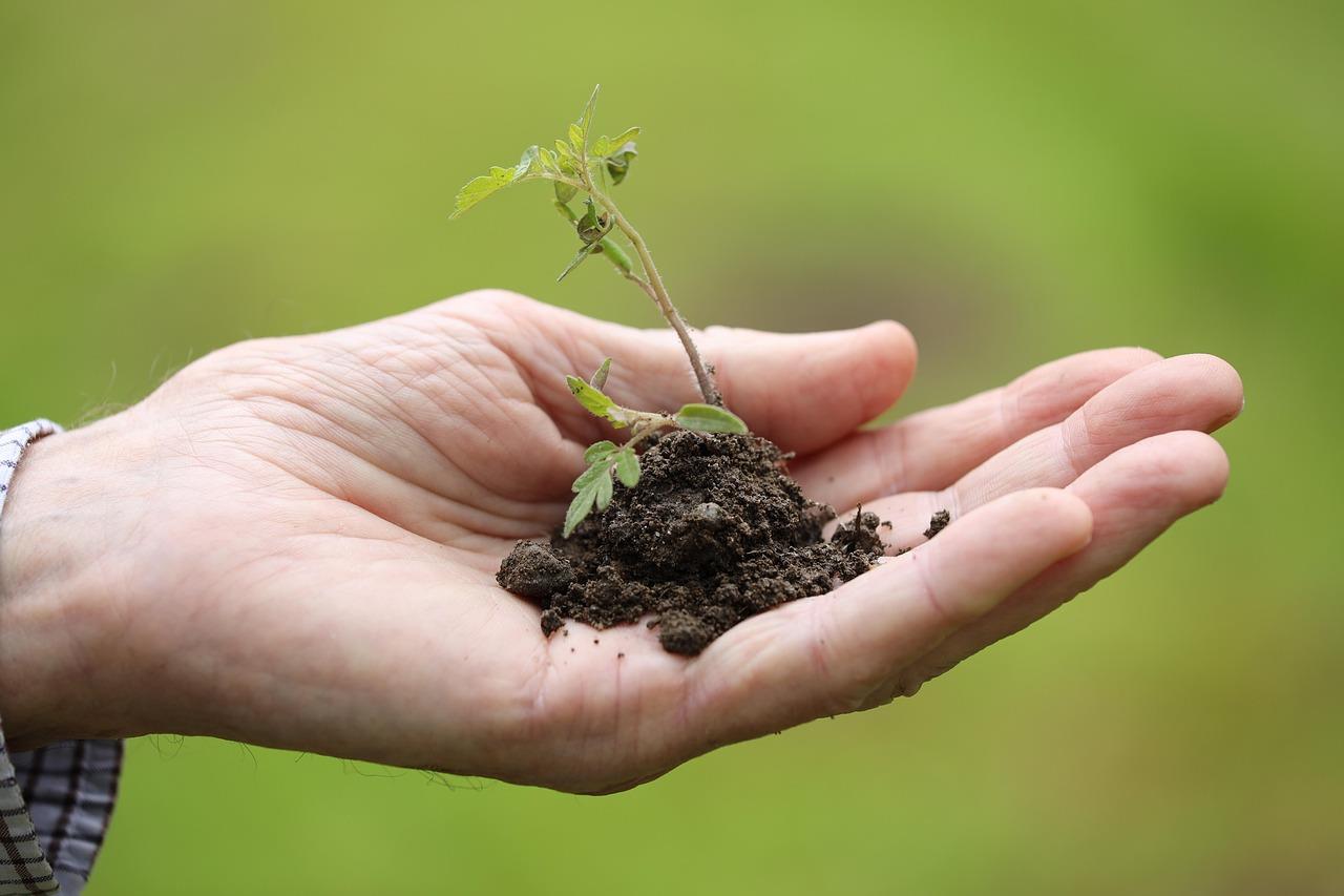 Praktische oplossingen voor een groene tuin met weinig onderhoud